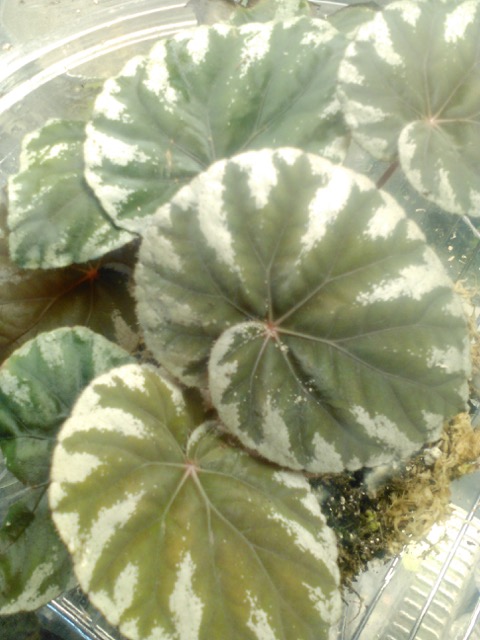 B. koksunii